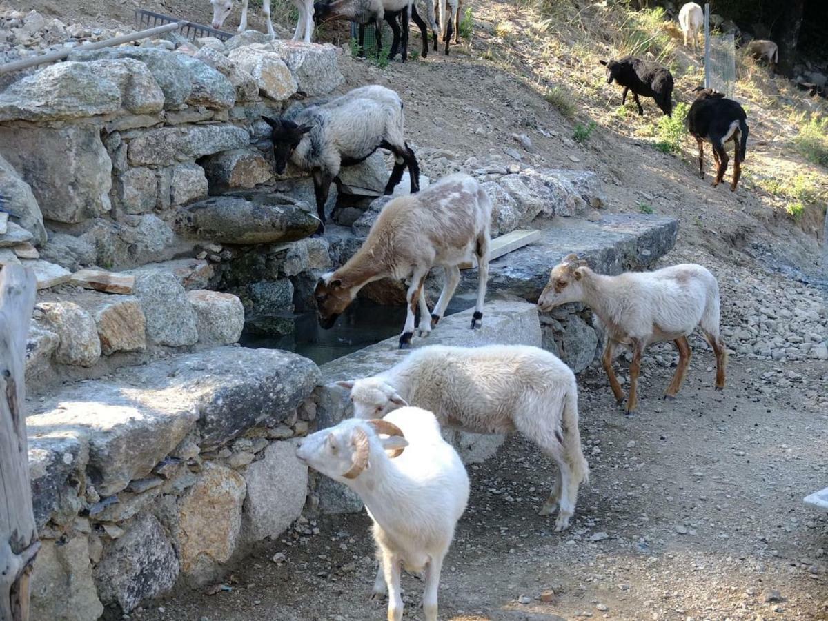 Les Bergeries "Le Figuier" Hotel Omessa Bagian luar foto
